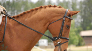 nose-band-horse