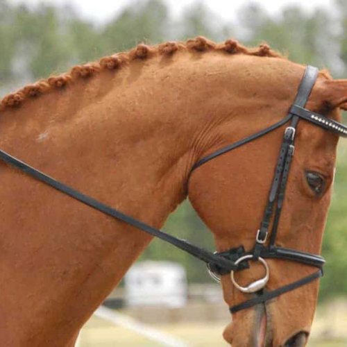 nose-band-horse
