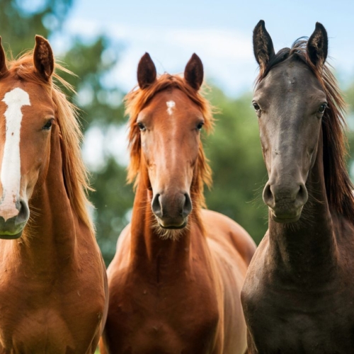 the-evolution-of-the-horse-and-what-it-means-for-the-horse-owner-53a2908e63fc5